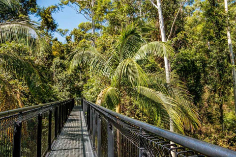 Gold Coast: Hop On Hop Off with Skywalk Rainforest Walk