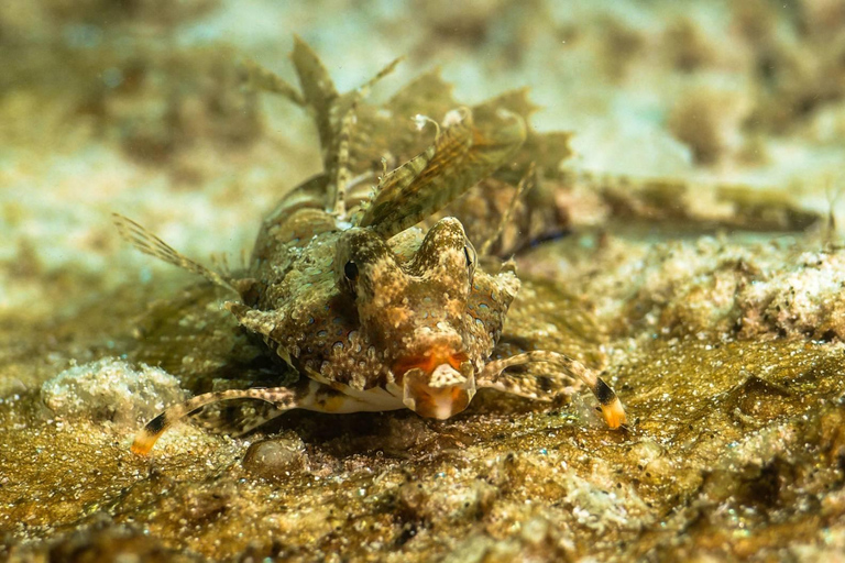 Buceo en Boracay: Buceador Básico SSI para PrincipiantesBuceo en Boracay: Buceo Básico para Principiantes