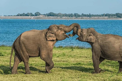 Kaudulla Discovery: Private Elephant Safari from Sigiriya