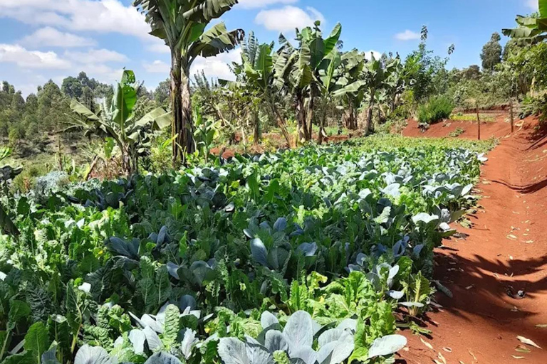 Nairobi: Kangemi Mlango Organic Farm Guided Tour