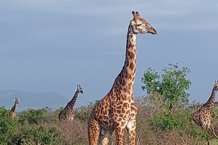 3-daagse safari Tsavo East en Amboseli3-daagse safari