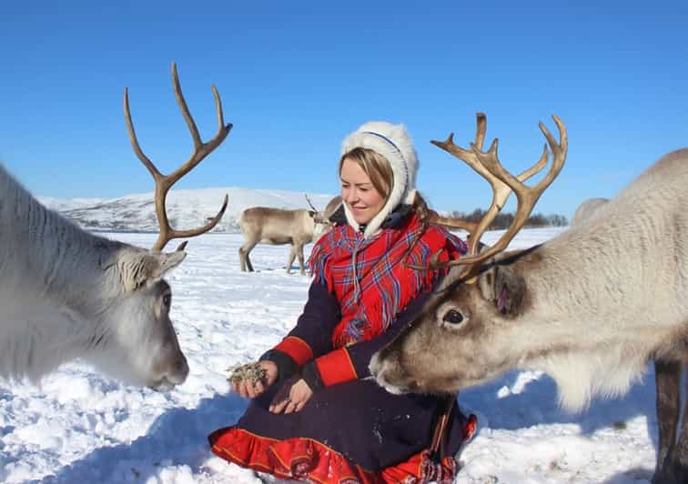 From Troms Reindeer Ranch And Sami Culture Tour Getyourguide