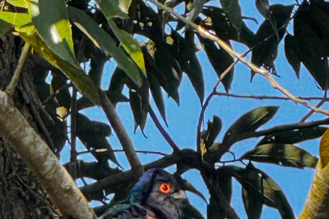 Birdwatching Tour At Poço Preto Trail