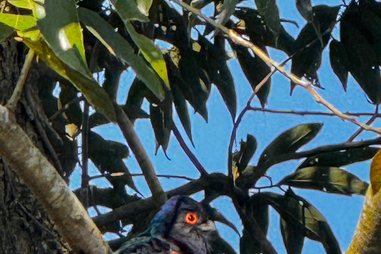 Birdwatching Tour At Poço Preto Trail