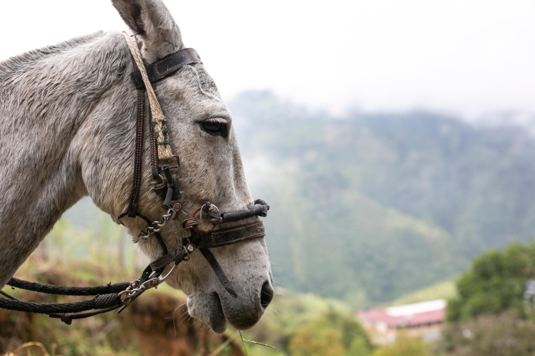 Medellin: Kaffee-Tour, Anreise zu Pferd und Zuckerrohr