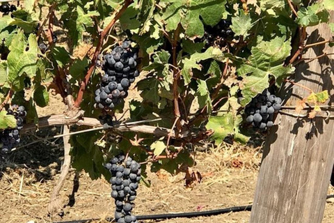 Cadiz: Ecological Vineyards Wine Tasting