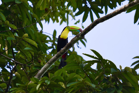 Tortuguero National Park: Jaguar Trail Day Walk Adventure