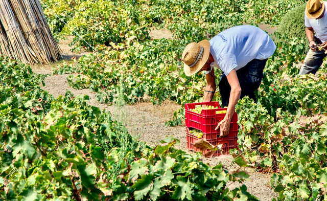 Visit Pantelleria Mediterranean Flavors Food and Wine Tour in Pantelleria