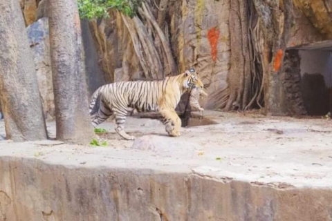 Z Delhi: 3-dniowa wycieczka na safari z tygrysem RanthamboreZ Delhi: 3-dniowa wycieczka po safari Ranthambore Tiger