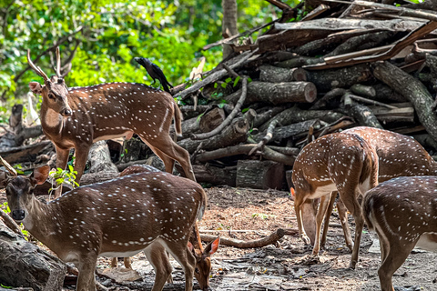 Tissamaharama: Watching Deer, Crocodile & Birds Village Tour Village Tour Shared