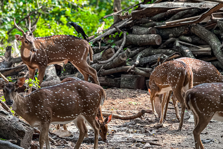 Tissamaharama: Watching Deer, Crocodile & Birds Village Tour Village Tour Shared