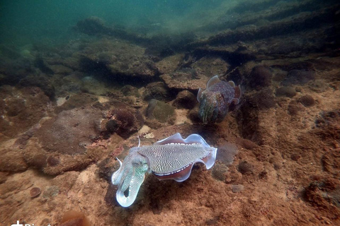 Salalah: Scuba Diving Discover Oman’s hidden underwater gems