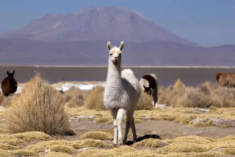 Salinas and Aguada Blanca National Reserve
