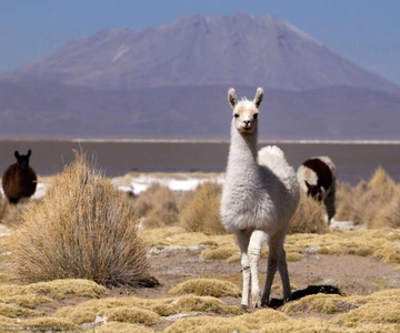 Salinas and Aguada Blanca National Reserve