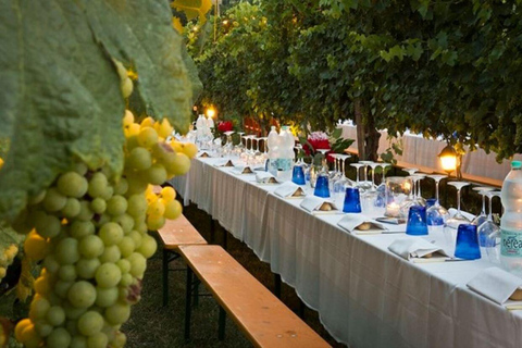 Wine Tasting and Dinner in the Vineyards of Chianti Tour in English