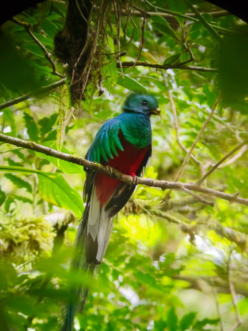 Monteverde: Wandeling met gids door het nevelwoud
