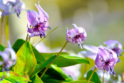 1-Day Tour from Nagoya: Korankei Gorge & Inari Fox Shrines