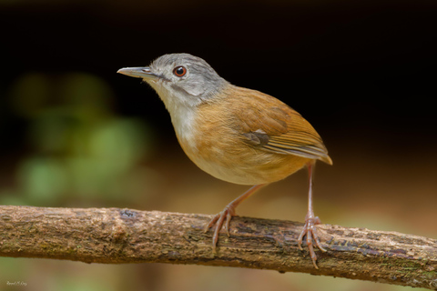 Puerto Princesa: Full-Day Birdwatching Tour with Guide