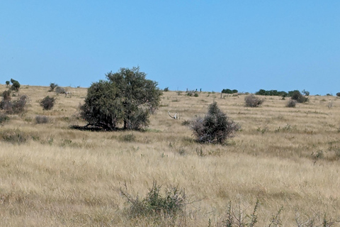 Excursão de 5 dias com tudo incluído para o Kruger e Pano saindo de JHB