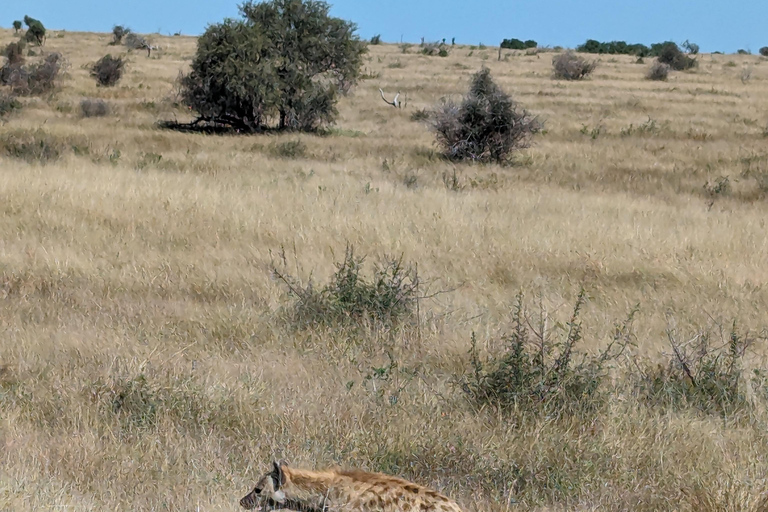 5-dniowa wycieczka all inclusive Kruger &amp; Pano Tour z JHB w połowie sezonu