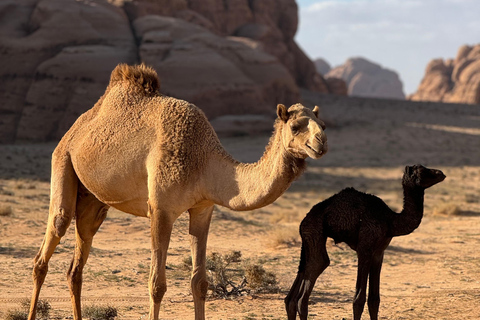 Wadi Rum: 3-godzinna wycieczka jeepem z atrakcjami po pustyni