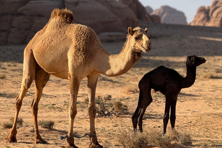 Wadi Rum: 3 Hour Highlights Jeep Tour in Desert