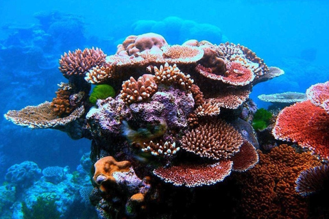 Santo: Tagestour zum Meeresschutzgebiet Dany Island mit Mittagessen