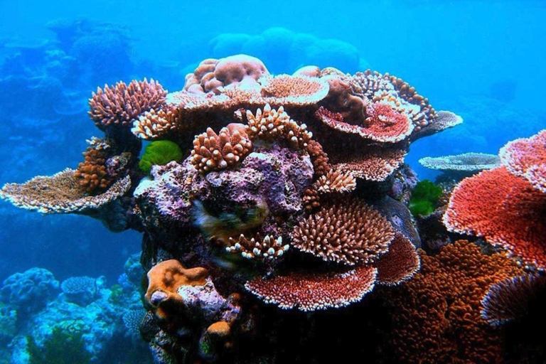 Santo: Tagestour zum Meeresschutzgebiet Dany Island mit Mittagessen