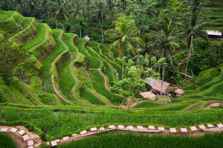 Bali: punti salienti di Ubud di 8 ore e viaggio al tramonto nel tempio di Tanah LotTour privato con trasferimento in hotel