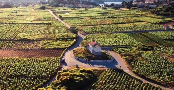Korčula: Weinprobe-Tour mit Snacks – private Tour