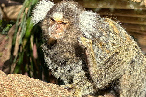 Agadir: Goats on Trees & Crocoparc Tour Goats on Trees & Crocoparc – Entry Ticket Included