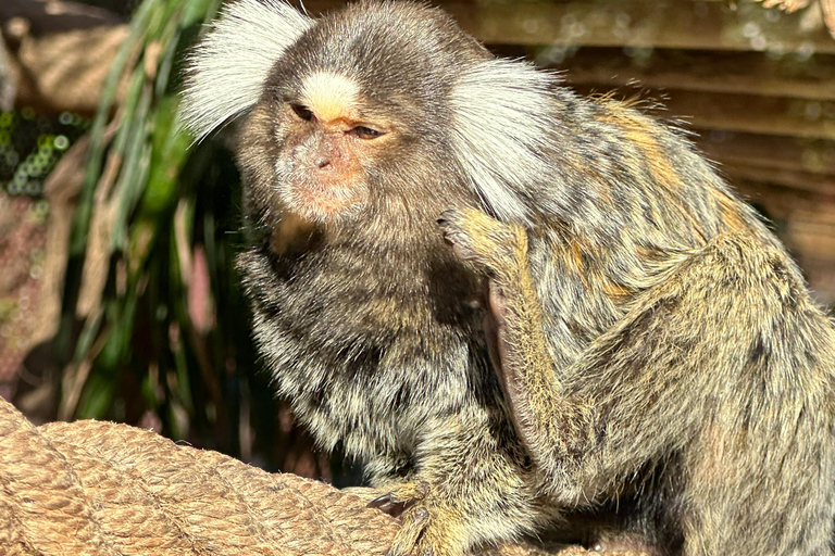 Agadir: Goats on Trees & Crocoparc Tour Goats on Trees & Crocoparc – Entry Ticket Included