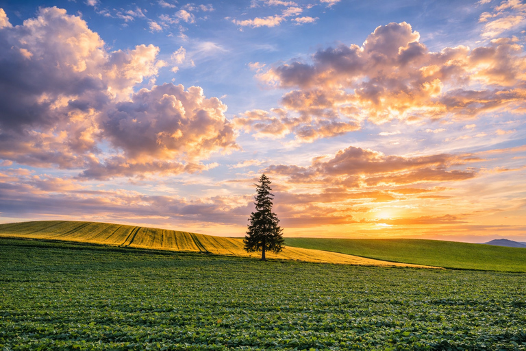 Hokkaido Summer: Furano Flower Fields & Blue Pond Photo Tour Summer Hokkaido: Colorful Flower Fields, Blue Pools, Alpaca
