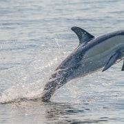 Noosa: Dolphin Tour