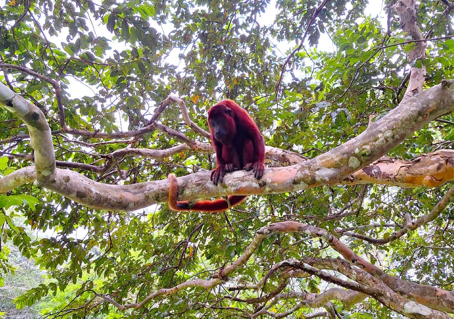 Iquitos Full Day Visit to the authentic Monkey Island GetYourGuide