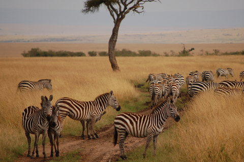 Von Nairobi aus: Maasai Mara Geführte Pirschfahrt