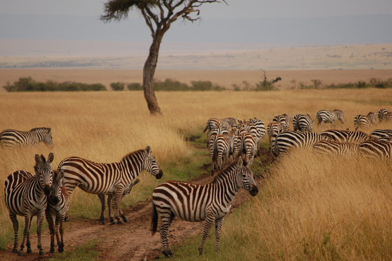 Von Nairobi aus: Maasai Mara Geführte Pirschfahrt