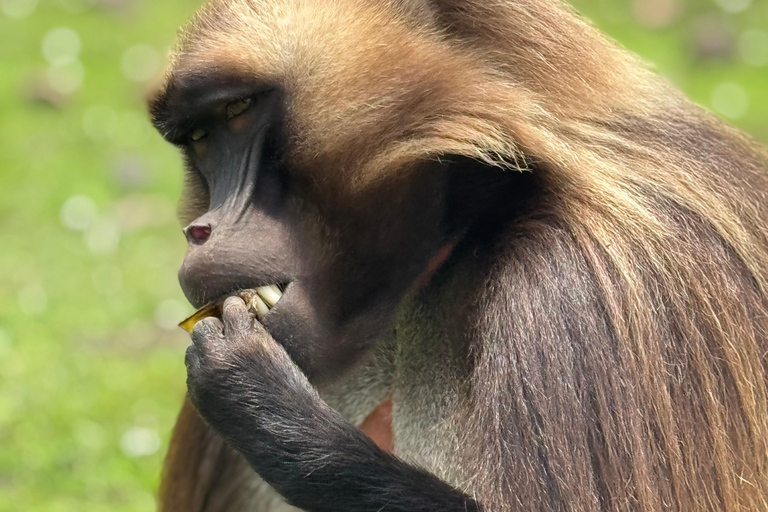 From Addis Ababa: 3-Day Ethiopia Highlights Adventure