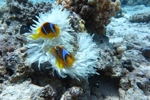 Hurghada: Dive Experience for Beginners or Certified Divers Full-Day Scuba Diving for Certified Divers