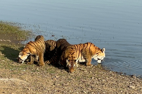 Desde Delhi: Excursión de 4 días al Triángulo de Oro con Safari en TigreRecorrido con hoteles de 5 estrellas.