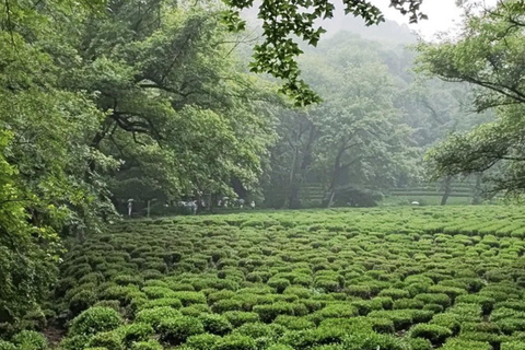 Suzhou: Hangzhou Nine Creeks & Longjing Tea Village Trip