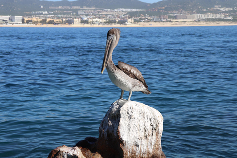 Cabo Encounter with Optional Clear Boat and Lunch
