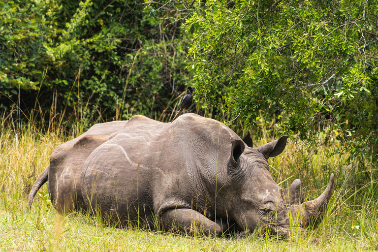 Mwea National Reserve Full-Day Safari from Nairobi