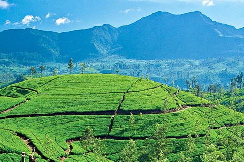 From Kandy: Ella private Day Tour With Train Ride