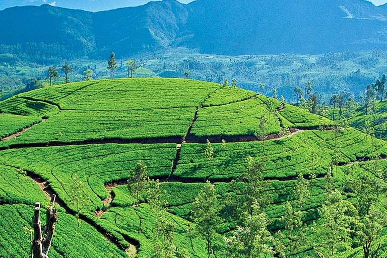 From Kandy: Ella private Day Tour With Train Ride