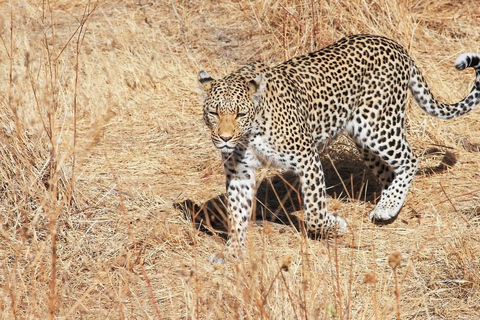 5 Days Tarangire, Ngorongoro & Serengeti National Park