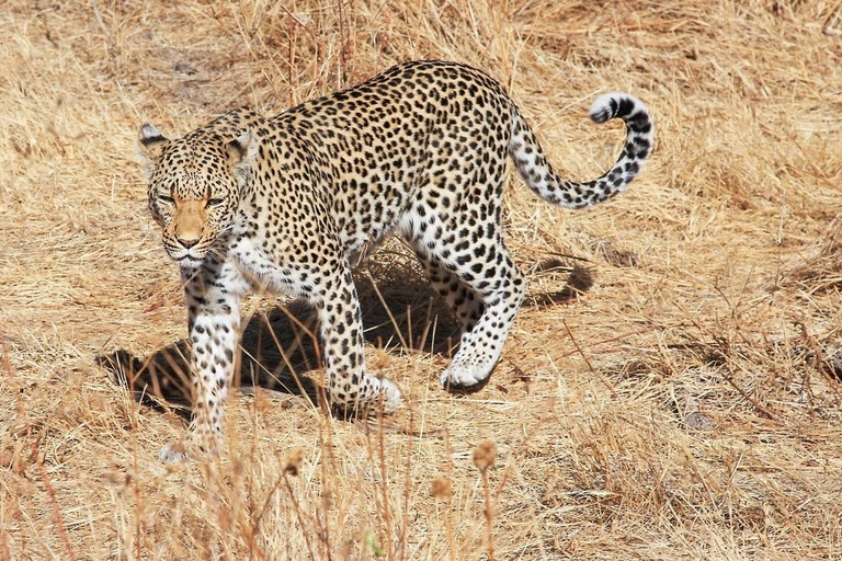 5 Days Tarangire, Ngorongoro & Serengeti National Park