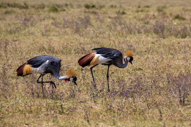 Nairobi: Lake Nakuru National Park and Lake Naivasha Tour
