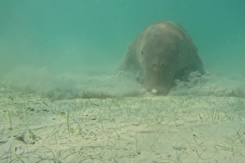 Coron: Dugong Watching Tour with Snorkeling