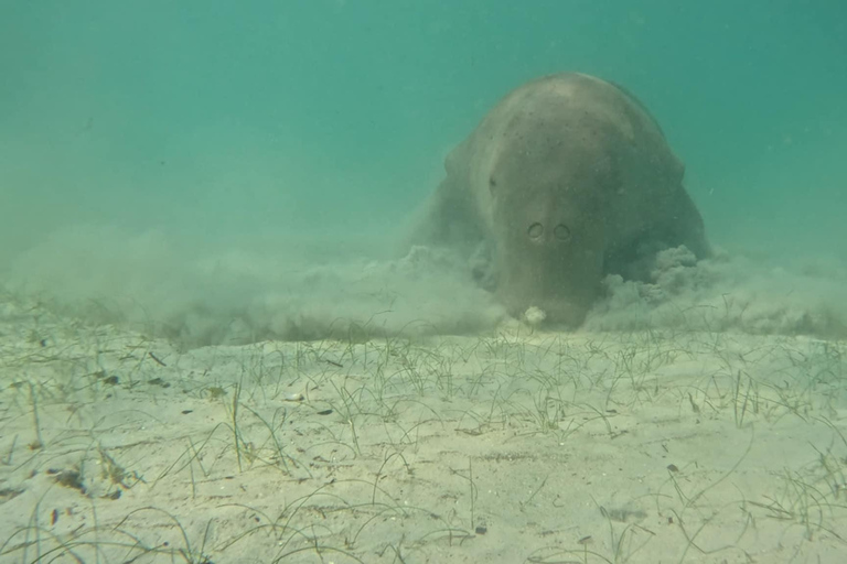 Coron: Dugong Watching Tour with Snorkeling